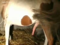 Pet DVD - Hot floozy getting screwed by horse